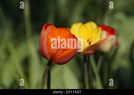 A row of sunlit colorful tulips on a sunny spring day on Flower Island Mainau in Germany Stock Photo