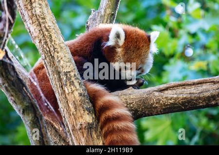 Red panda. Mammal and mammals. Land world and fauna. Wildlife and zoology. Nature and animal photography. Stock Photo