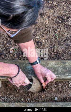 Woman planting shallots in garden. Stock Photo