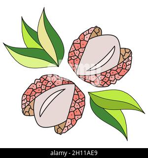 Vector illustration of lychee with leaves in doodle style. Stock Vector