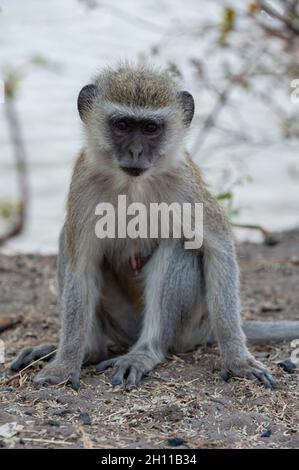 Portrait of a vervet monkey, Cercopithecus aethiops, sitting on the ground. Chobe National Park, Botswana. Stock Photo