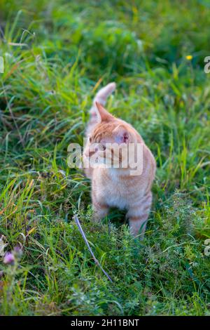 Cat in the Green Grass . Beautiful Red Cat with Yellow Eyes Stock Photo