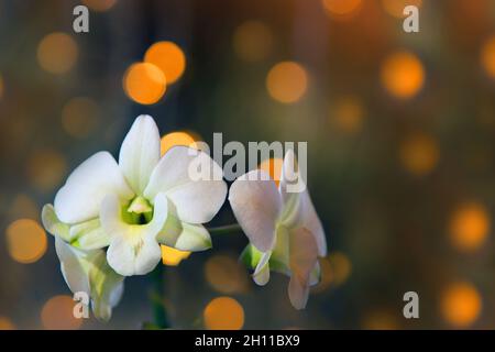 white orchid flower on golden bokeh background. close up phalaenopsis branch with dark golden bokeh Stock Photo