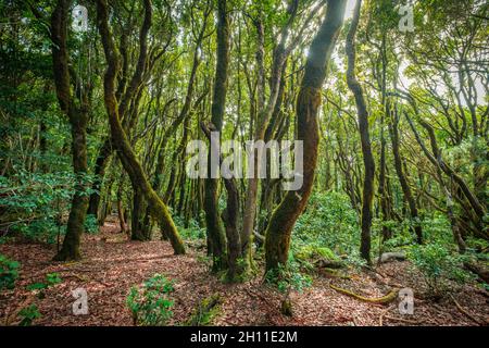 Inside forest, laurel tree landscape,  Anaga Jungle Stock Photo