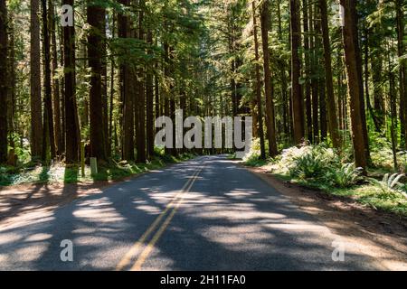 Road going through the Hoh Rainforest in Olympic National Park Washington, with sunshine through the trees Stock Photo
