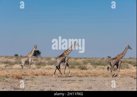 Southern giraffes, Giraffa camelopardalis, walking in an arid landscape. Central Kalahari Game Reserve, Botswana. Stock Photo
