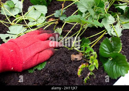 Strawberry plant runners, or stolons, being planted in a garden raised bed by a person wearing gloves.  Grow your own concept Stock Photo