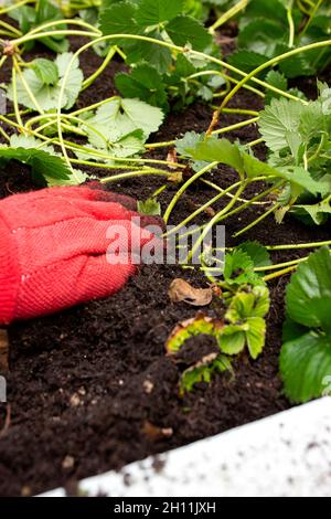 Strawberry plant runners, or stolons, being planted in a garden raised bed by a person wearing gloves.  Grow your own concept Stock Photo