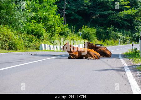 a herd of cows lie in the middle of the road Stock Photo