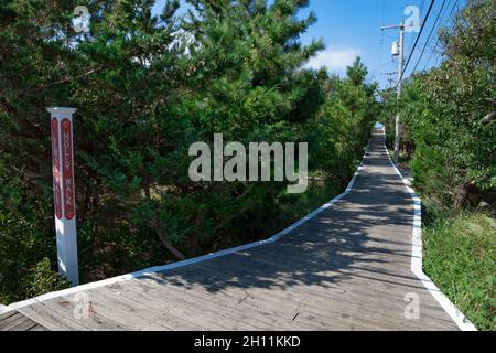 Holly Walk boardwalk in Cherry Grove, Fire Island, New York, Suffolk County, USA. Stock Photo