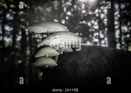 Porcelain fungus to beech wood, it appears in autumn on dead tree like trunks and fallen branches Stock Photo