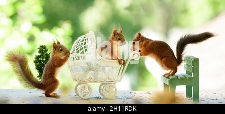 young red squirrels are standing with an stroller Stock Photo