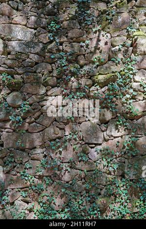 Old medieval dry stone wall with some ivy, Aldan, Spain, Galicia, Pontevedra province Stock Photo