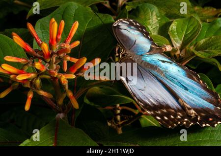 A peleides blue morpho butterfly, Morpho peleides limpida, on a flower. La Paz Waterfall Gardens, Costa Rica. Stock Photo