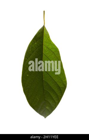 Avocado leaf isolated on white background. Branch of avocado tree. Stock Photo