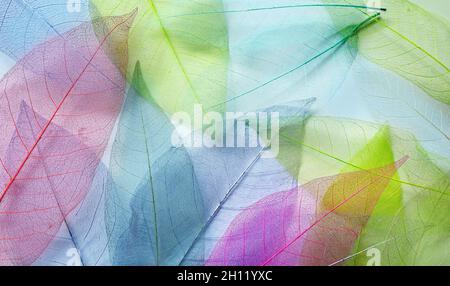 Macro leaves background texture blue, green, pink color. Transparent skeleton leaves. Colorful pastel abstract image of nature. Stock Photo
