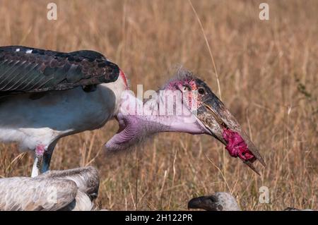 A marabou stork, Leptoptilos crumeniferus, scavenging a piece of meat. Masai Mara National Reserve, Kenya. Stock Photo
