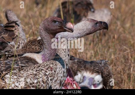 African white-backed vultures, Gyps africanus, feasting on a carcass. Masai Mara National Reserve, Kenya. Stock Photo