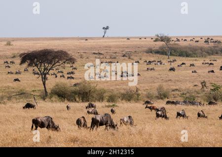 Migrating wildebeest, Connochaetes taurinus, on the Masai Mara savanna. Masai Mara National Reserve, Kenya. Stock Photo