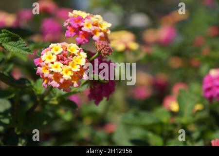 Shallow focus shot of Trailing lantana (Lantana montevidensis) flower in a nice garden Stock Photo