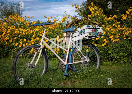 Zalipie, Poland - August 1, 2021: A vintage, white and blue bicycle in the garden. Lots of yellow flowers in background. Sunny, summer day. Stock Photo