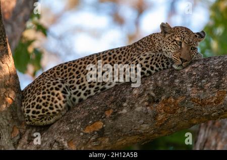 A female leopard, Panthera pardus, rests on a large tree branch. Khwai Concession, Okavango Delta, Botswana. Stock Photo