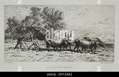 Team of Oxen, 1868. Charles-Émile Jacque (French, 1813-1894). Etching; Stock Photo