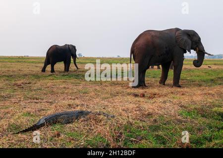 Three African elephants, Loxodonta africana, grazing on a Chobe river bank near a Nile crocodile, Crocodilus niloticus. Chobe River, Chobe National Pa Stock Photo