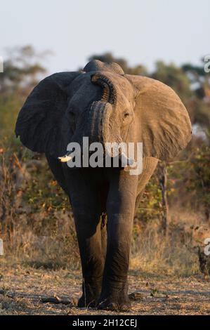 An African elephant, Loxodonta africana, lifting its trunk while smelling. Okavango Delta, Botswana. Stock Photo