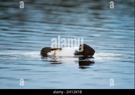A male common goldeneye duck, Bucephala clangula, grooming. Kuhmo, Oulu, Finland. Stock Photo