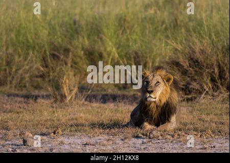 A male lion, Panthera leo, resting in Amboseli National Park. Amboseli National Park, Kenya, Africa. Stock Photo