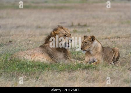 A mating pair of lions (Panthera leo) in the open grasslands of the ...