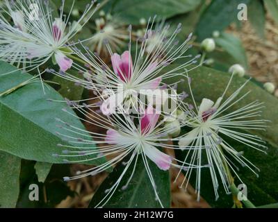 The Capparaceae or Capparidaceae, commonly known as the caper family, are a family of plants in the order Brassicales. As currently circumscribed, the Stock Photo