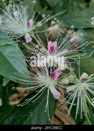 The Capparaceae or Capparidaceae, commonly known as the caper family, are a family of plants in the order Brassicales. As currently circumscribed, the Stock Photo