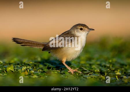 Graceful prinia Stock Photo