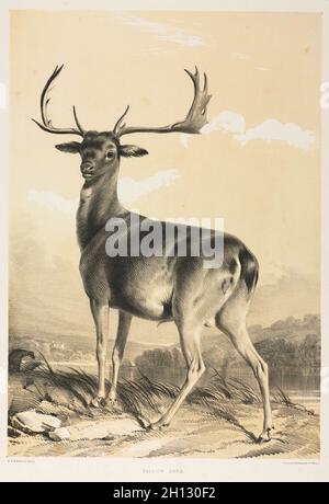 Fallow Deer. William Barraud (British, 1810-1850), and Henry Barraud (British, 1811-1874). Lithograph with black and beige tint stone; sheet: 53.6 x 36.7 cm (21 1/8 x 14 7/16 in.); image: 42.1 x 29.4 cm (16 9/16 x 11 9/16 in.). Stock Photo