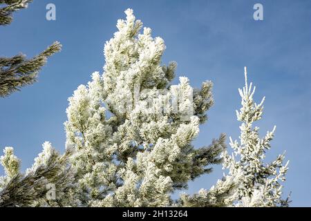 Greenhouse effect and low temperatures give abundant frost on branches and needles of trees, selective focus Stock Photo