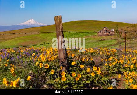 WA19655-00...WASHINGTON - Old barns and fencing at Dalles Mountain Ranch, now part of Columbia Hills State Park with Mount Hood in the distance. Stock Photo