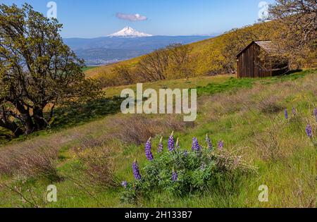 WA19666-00...WASHINGTON - View of Mount Hood and The Dalles from the modern pump house from the historic Dalles Ranch in Columbia Hills State Park. Stock Photo