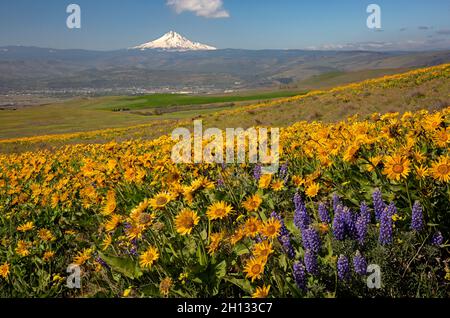 WA19667-00...WASHINGTON - Balsamroot and lupine blooming on the Columbia Hills above The Dalles and with Mount Hood in the distance. Stock Photo