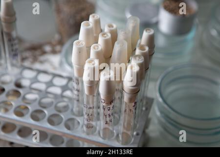 Scientist examines cannabis mold in the laboratory Stock Photo