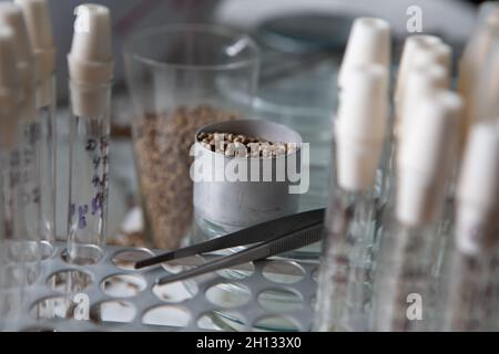 Scientist examines cannabis mold in the laboratory Stock Photo