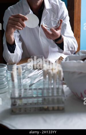Scientist examines cannabis mold in the laboratory Stock Photo