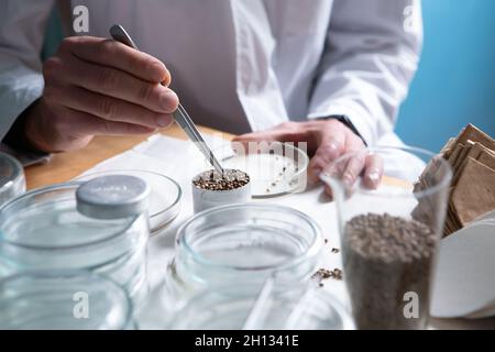 Scientist examines cannabis mold in the laboratory Stock Photo