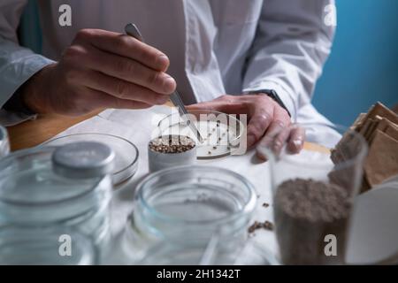 Scientist examines cannabis mold in the laboratory Stock Photo