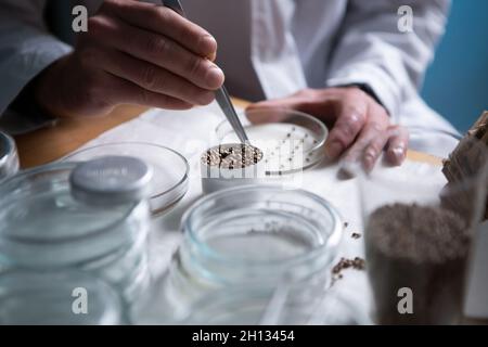 Scientist examines cannabis mold in the laboratory Stock Photo