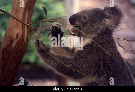 KOALA EATING GUM LEAVES, AUSTRALIA. Stock Photo
