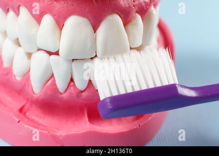 Layout of the human jaw and a toothbrush on the blue background Stock ...