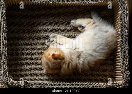 British Shorthair kitten Golden color lying in a cardboard box scratching cat's claws, view from above the cat is resting in a paper tray, in the morn Stock Photo