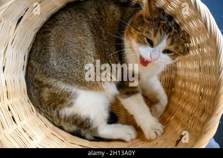 Tabby cat curled up and lying in a bamboo basket and yawning, view from above Scottish cat sneaking into a wicker basket. it has drowsiness Stock Photo